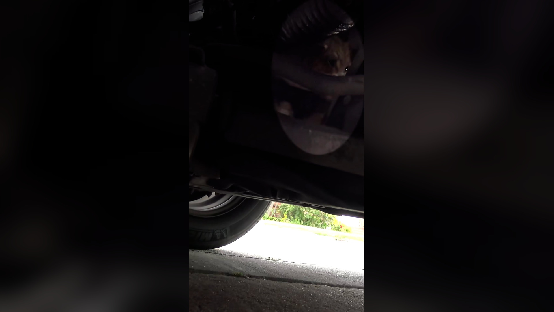 V0904030_Kitten goes for a terrifying ride inside of an engine! Full video_ www.HopeForPaws.org - it’s gettin