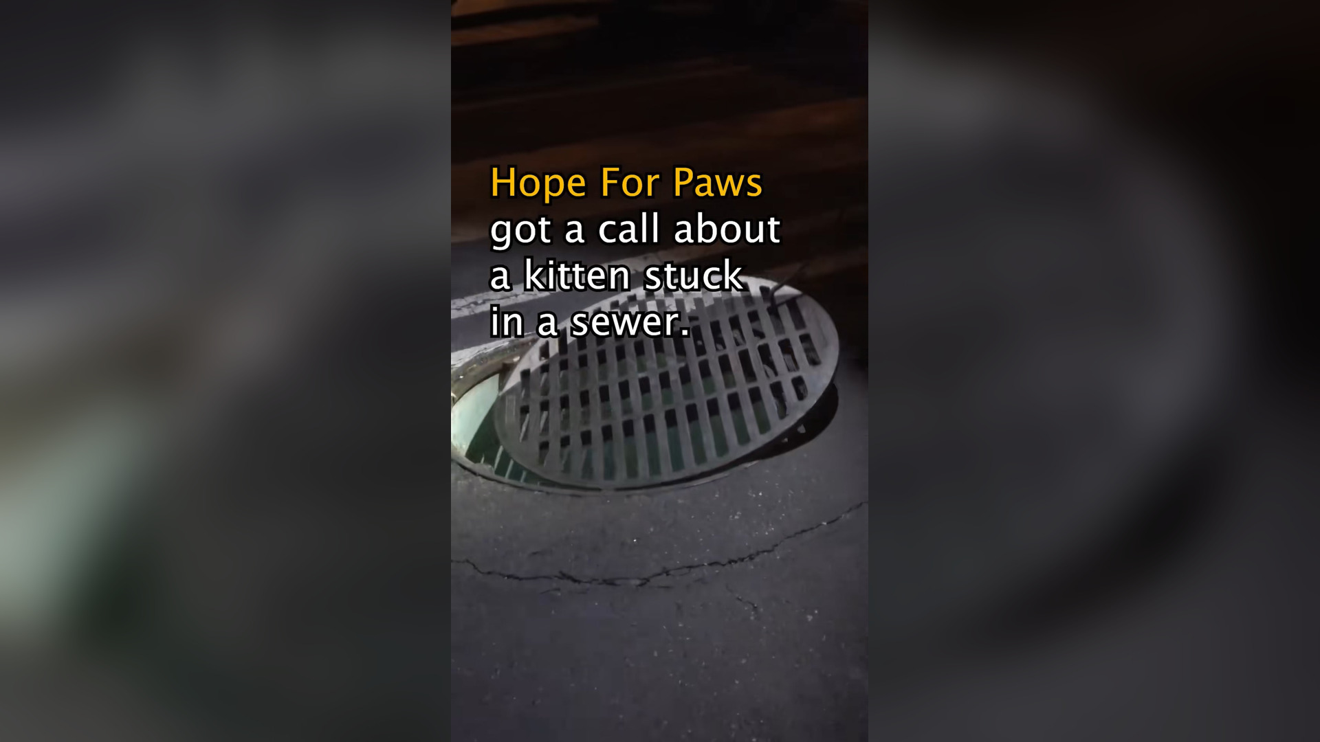 V0704047_Thank you so much for donating to Hope For Paws and for sending us on these rescue missions_ www.Hop