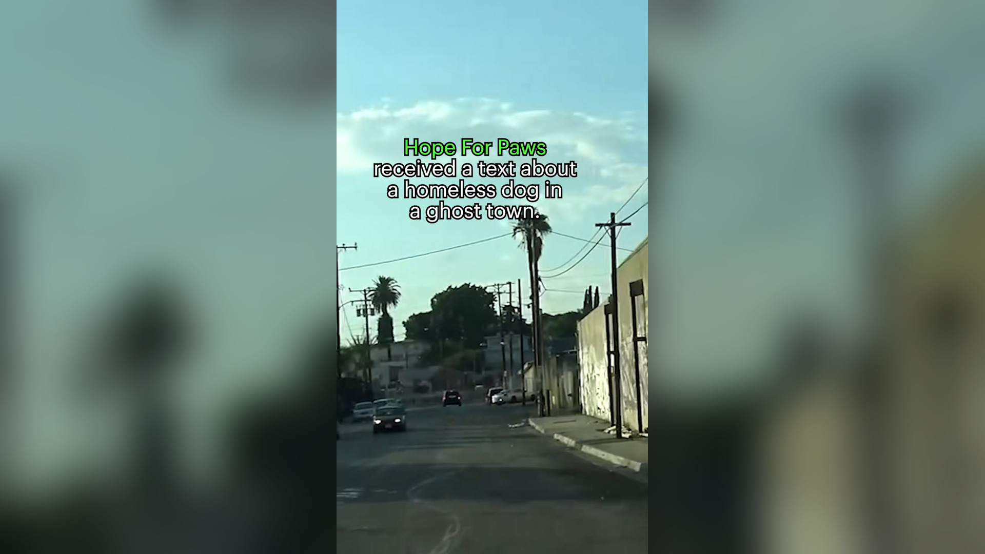 V0904034_Dog rescue in a ghost town �� Full version_ www.HopeForPaws.org #halloween #ghost #dog #dogsoftikt