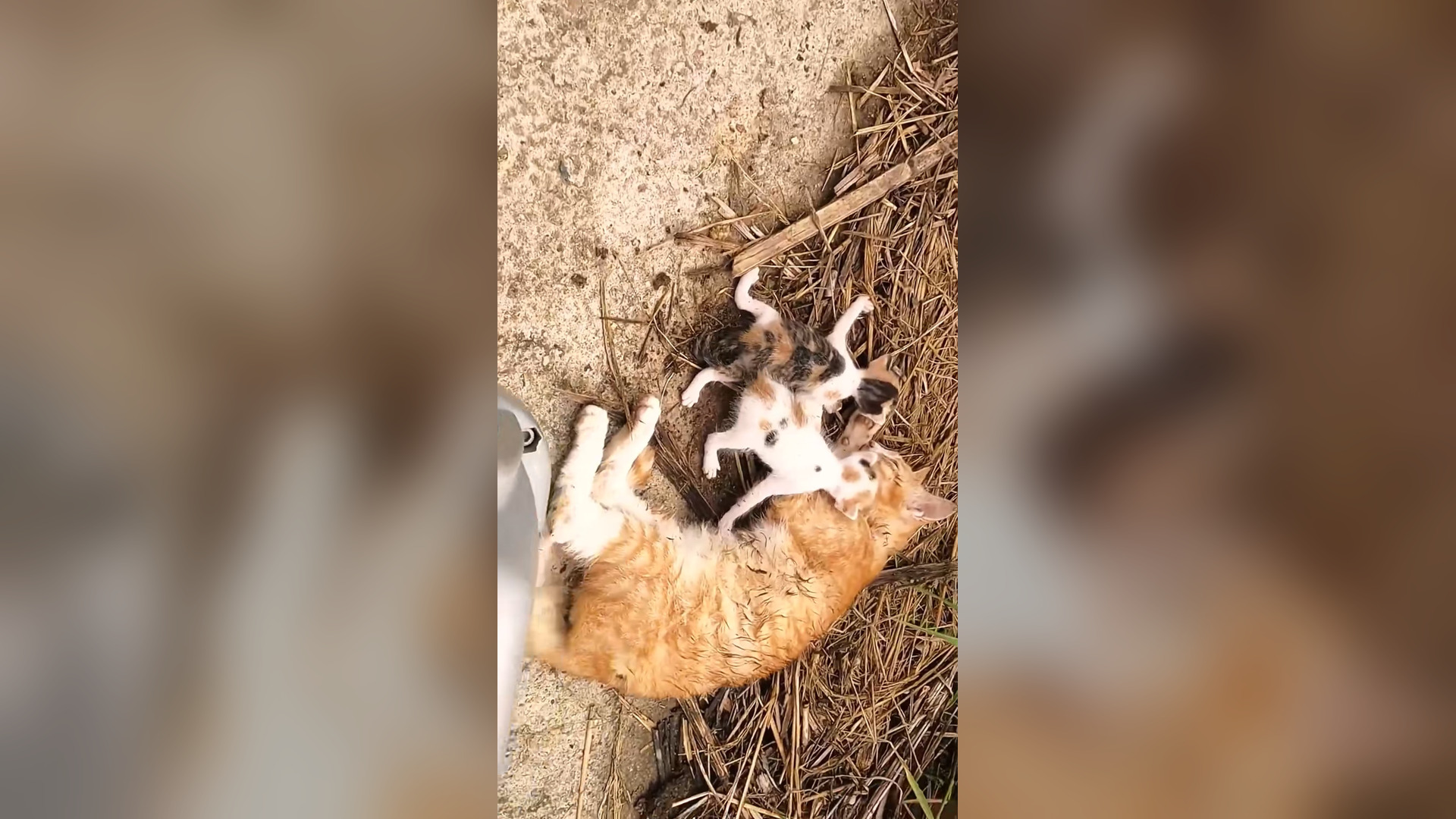 V1504002_OMG ! I found a family of cats lying around screaming for help on the side of the road due to food p