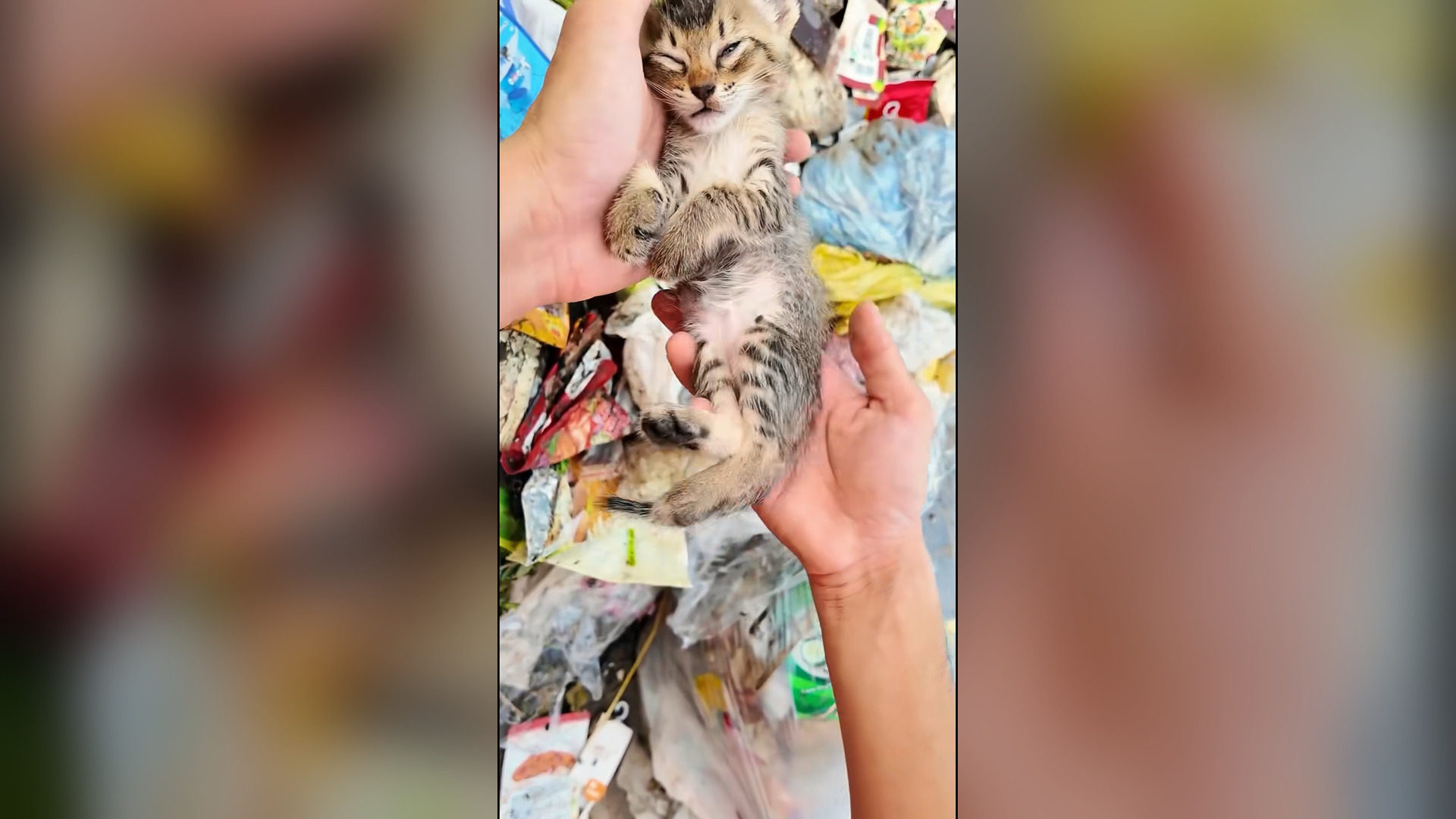 V1504007_Rescue family of cats thrown away in landfill