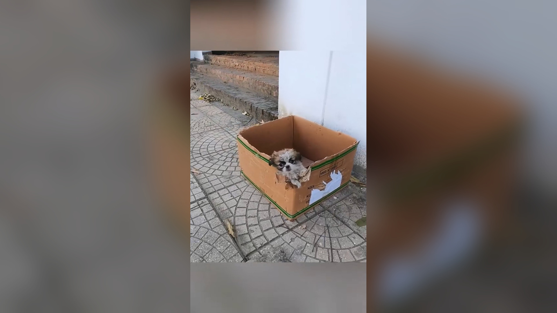 V1504012_Rescue a puppy. #rescue #rescueanimals #animals #rescuepuppy #fyp #puppy