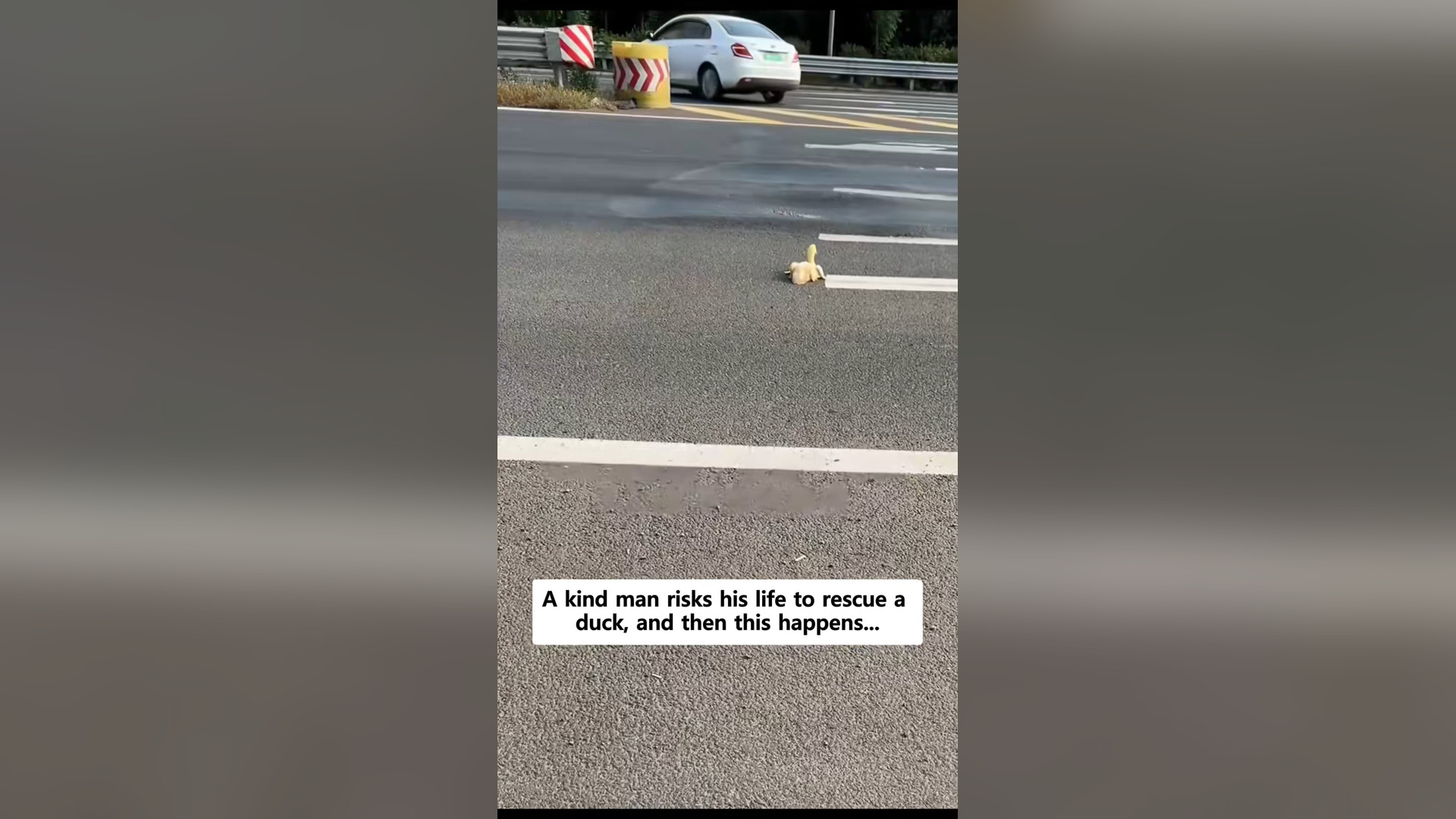V1804018_kind man risks his life to rescue duck, th